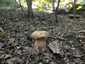 Nyári vargánya (Boletus reticulatus), Budai-hegység